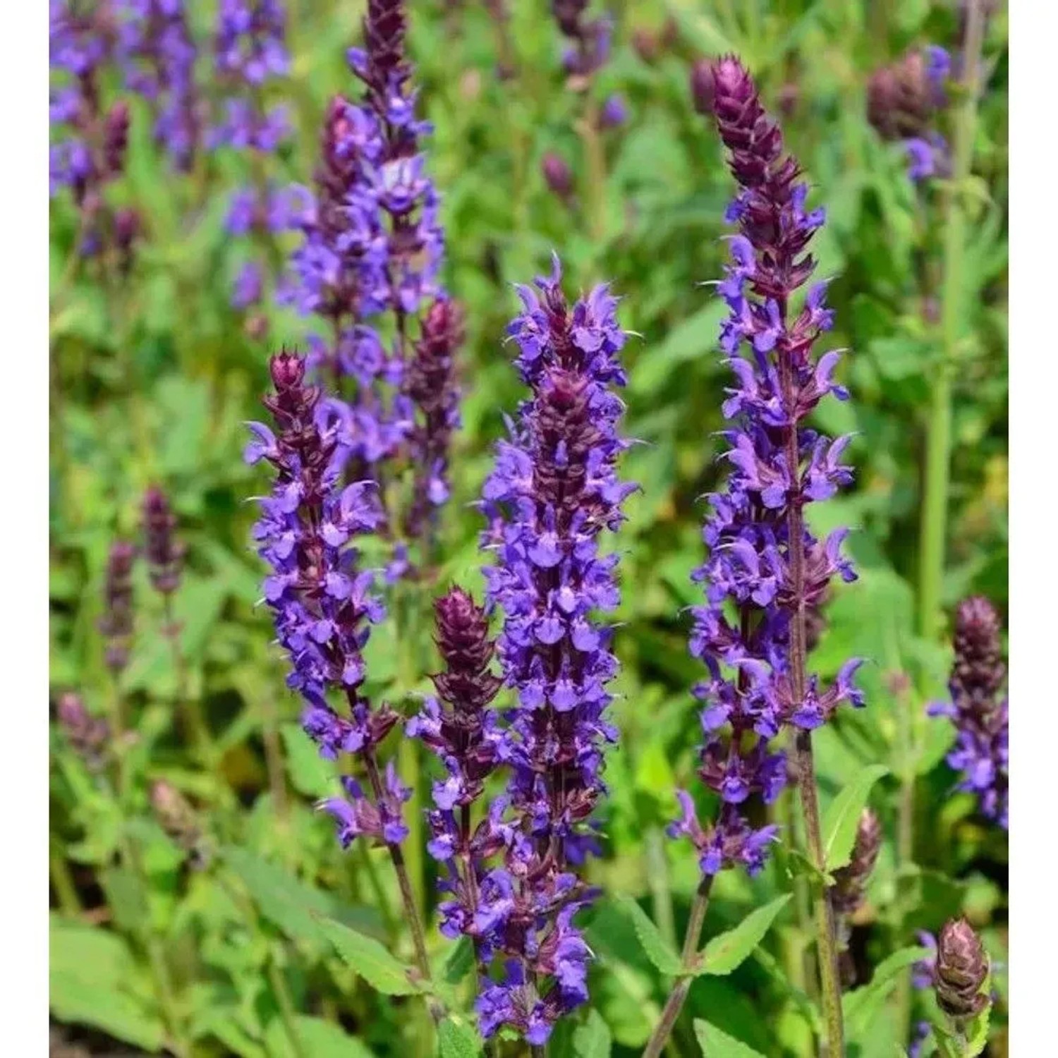 Salbei Wesuwe - Salvia nemorosa