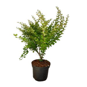 Grüne Heckenberberitze im Topf, 40-60cm hoch. Laubstrauch mit grünen Blättern im schwarzen Topf.