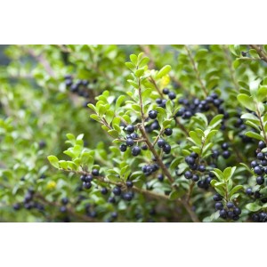 Immergrüne Japanische Stechpalme Ilex Crenata Convexa mit dunklen Beeren und grünen Blättern.