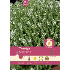 Pabst Keimkraft Thymian Winterkönig: Kraut mit kleinen weißen Blüten.