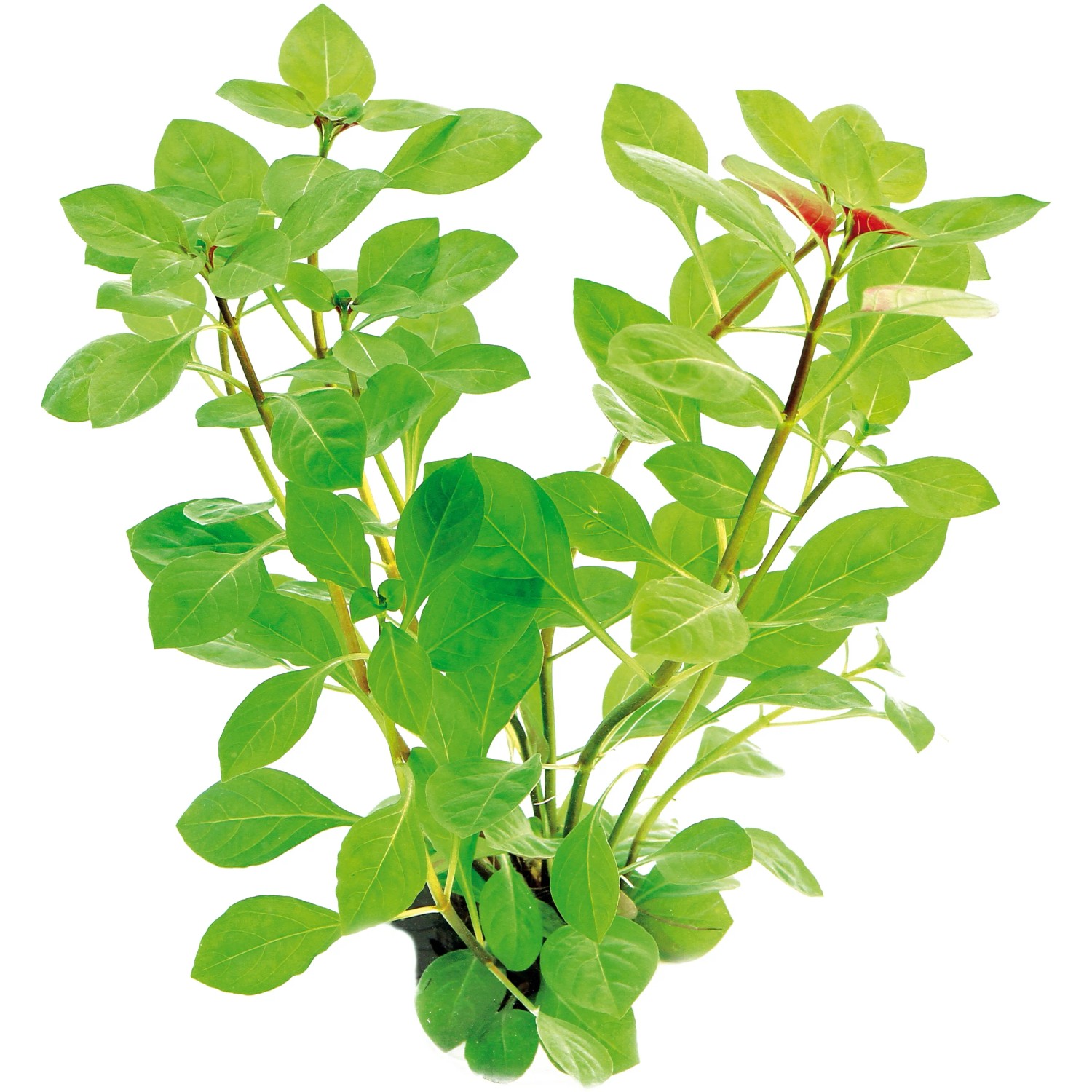 Dennerle Plants Aquariumpflanze Ludwigia Repens