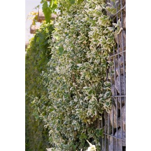 Immergrüner Euonymus Emerald Gaiety als Bodendecker mit grün-weißen Blättern.