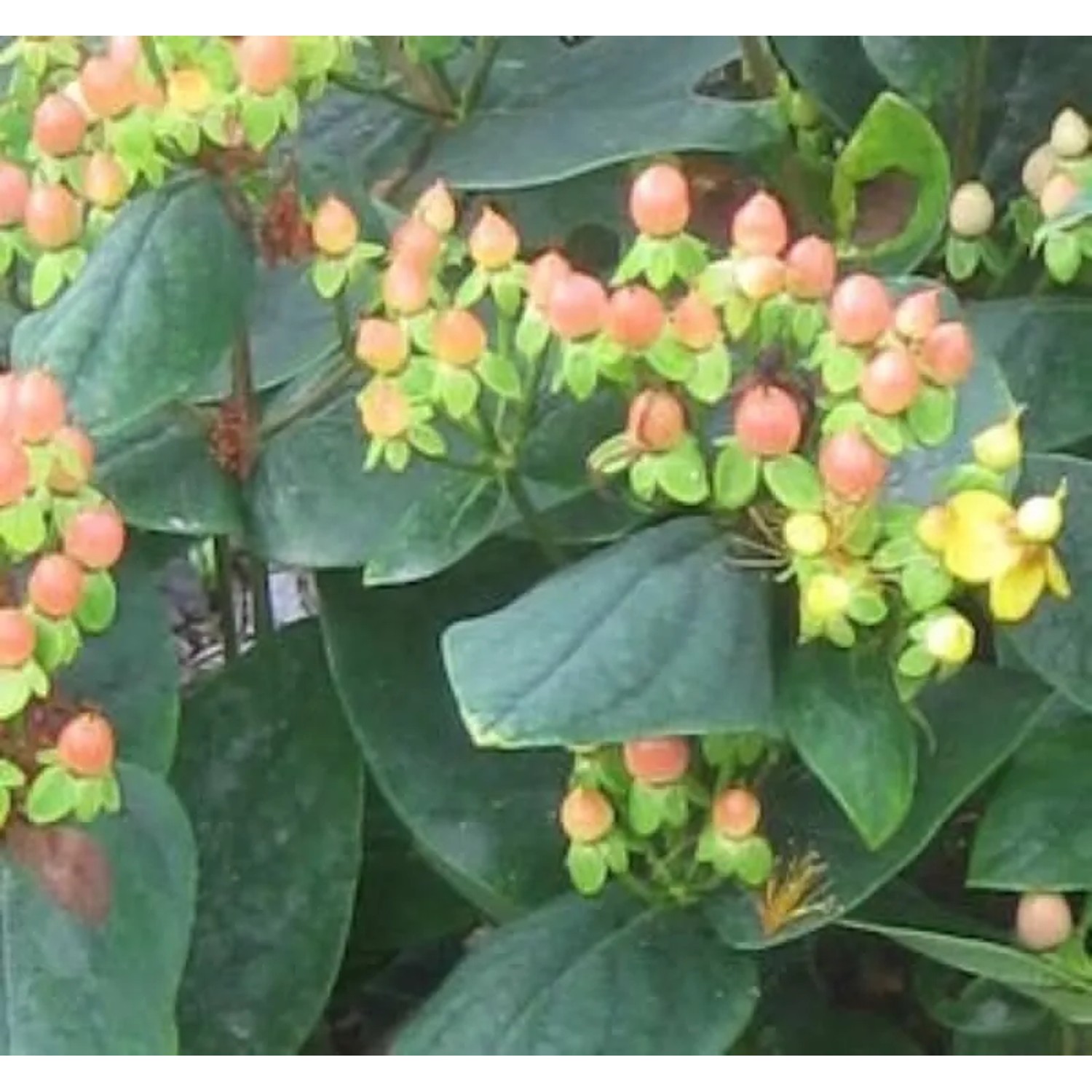 Johanniskraut Magical Beauty 30-40cm - Hypericum