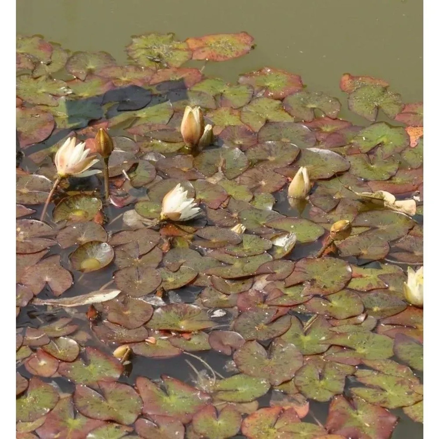 Zwerg Seerose Alba - Nymphaea