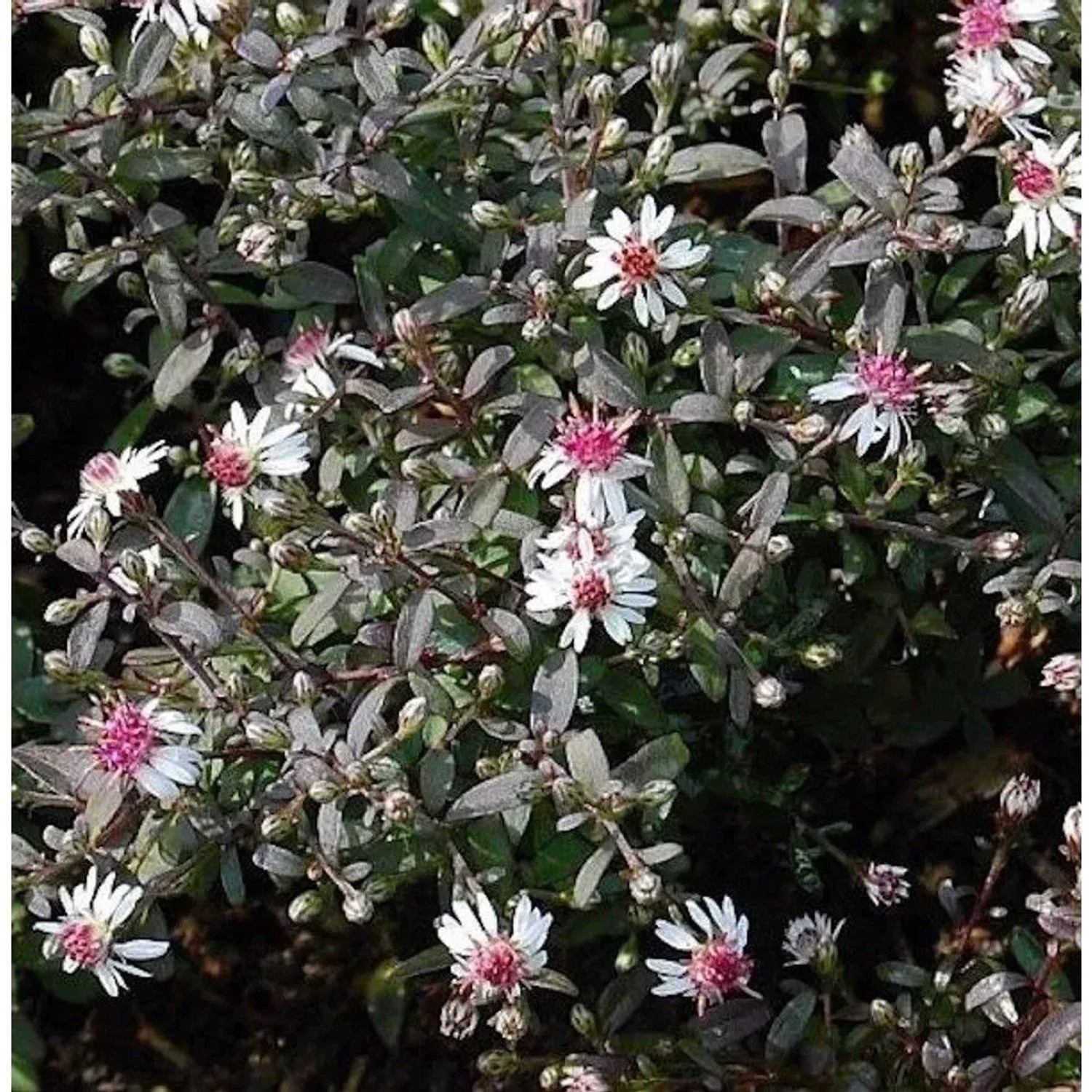 Waagerechte Herbst Aster Prince - Aster,ateriflorus