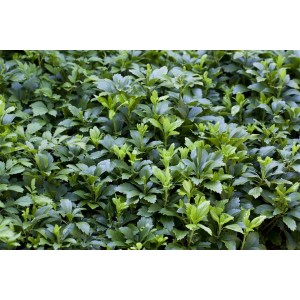 Immergrüner Bodendecker: Pachysandra Terminalis Ysander im 9x9 cm Topf.