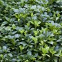 Immergrüner Bodendecker: Pachysandra Terminalis Ysander im 9x9 cm Topf.