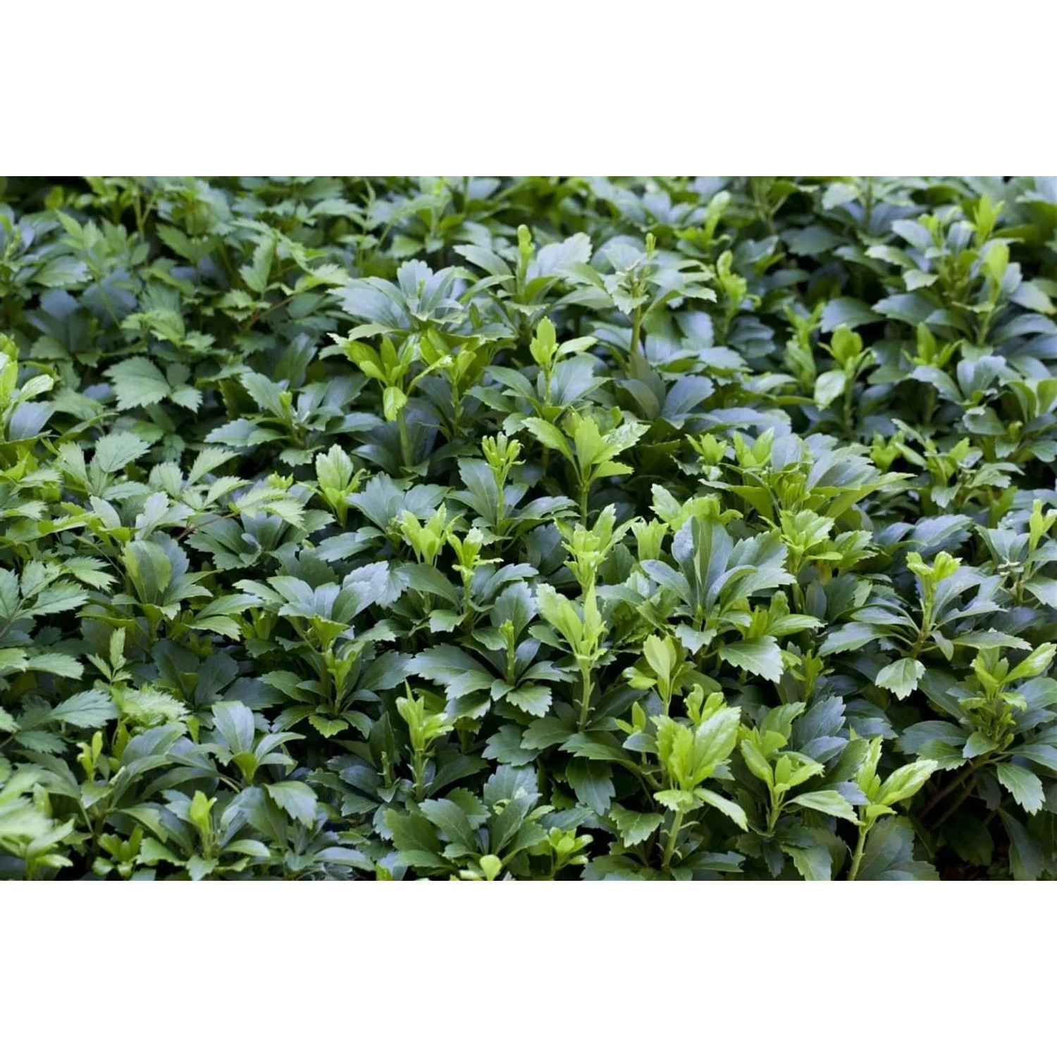 Immergrüner Bodendecker: Pachysandra Terminalis Ysander im 9x9 cm Topf.