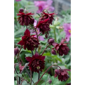 Dunkelrote Akelei 'Ruby Port' im Topf, eine winterharte Staude für Beet und Garten.