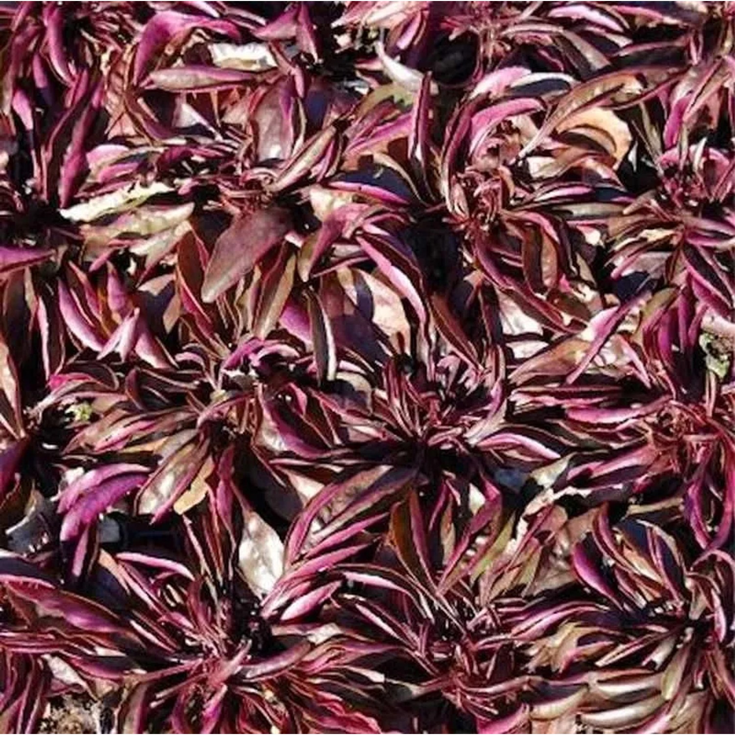 Zwerg Bartfaden - Penstemon hirsutus Pygmaeus