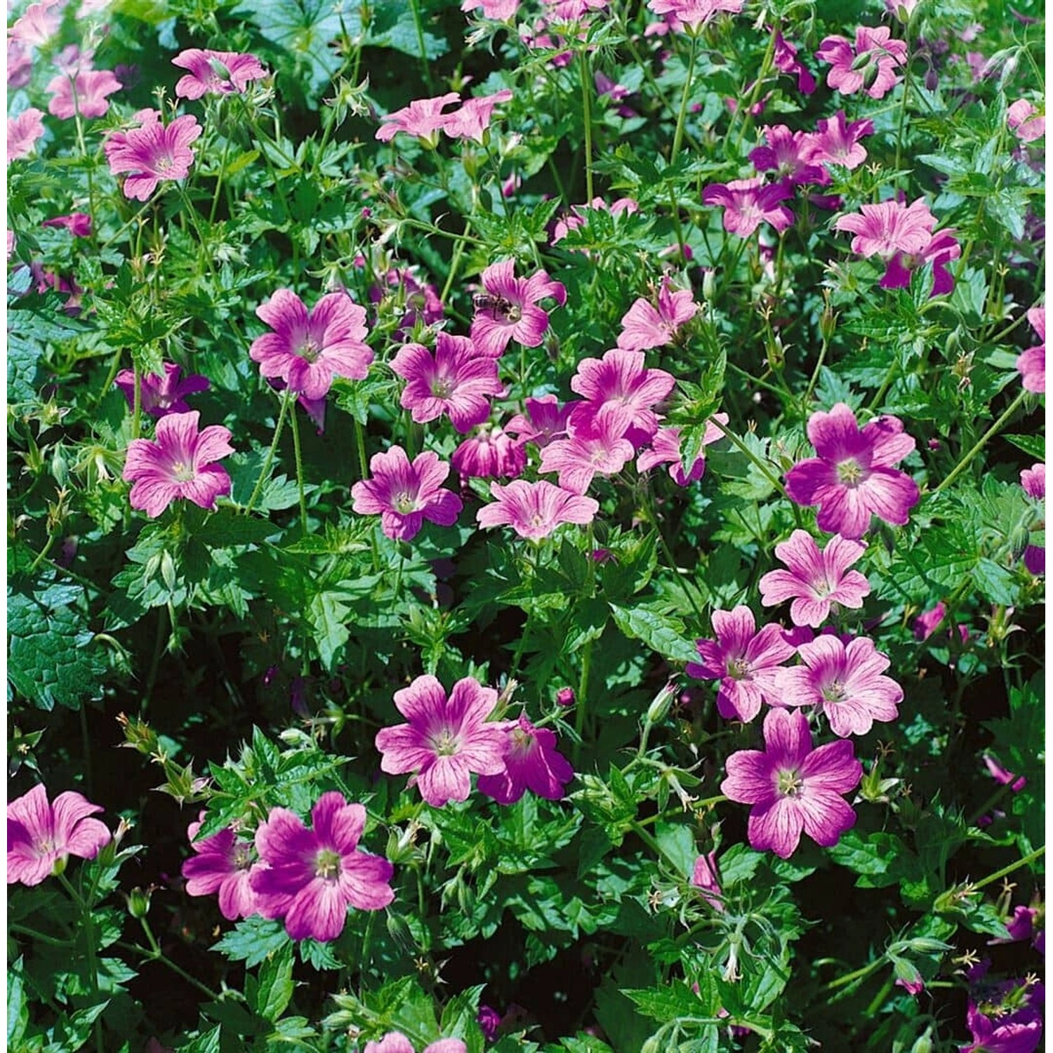 Geranium X Oxonianum Oxford Storchschnabel Ca. 9x9 cm Topf günstig online kaufen