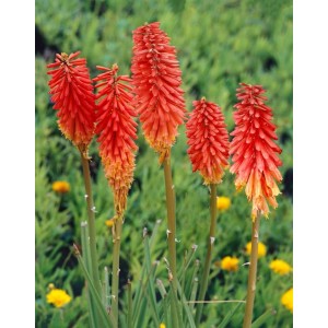 Fackellilie 'Nancy's Red' im Topf, leuchtend rote Blütenstände vor grünem Hintergrund.