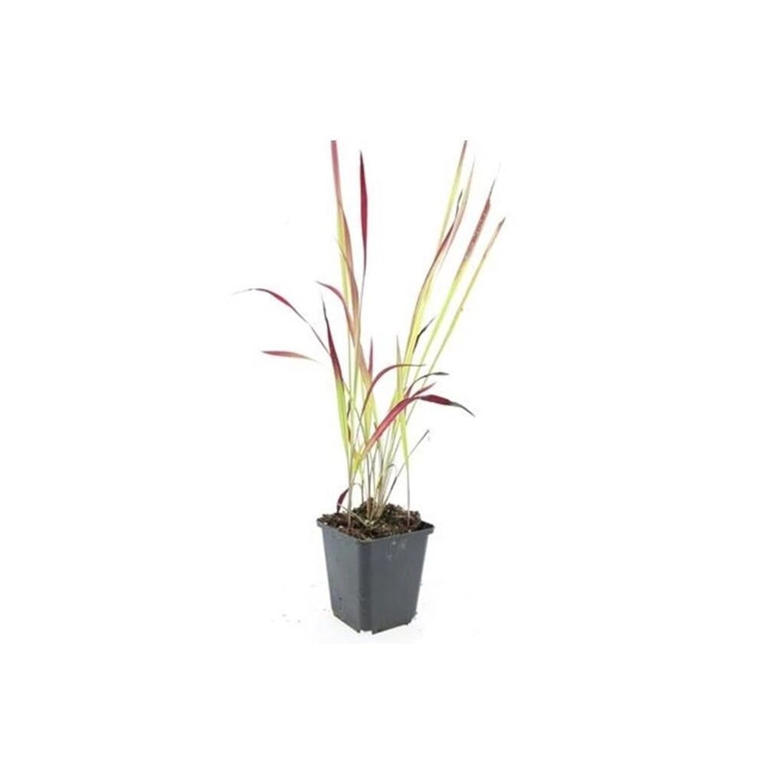 Exotenherz Ziergras Japanisches Blutgras Imperata Cylindrica Red Baron 9cm günstig online kaufen