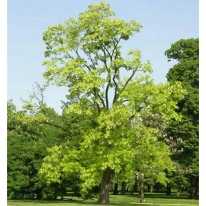 Goldene Robinie (Robinia pseudoacacia) mit hellgrünen Blättern im Garten.