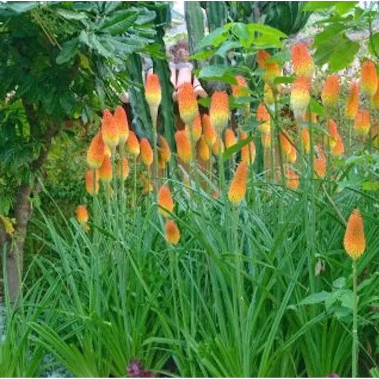 Fackellilie Safranvogel - Kniphofia uvaria