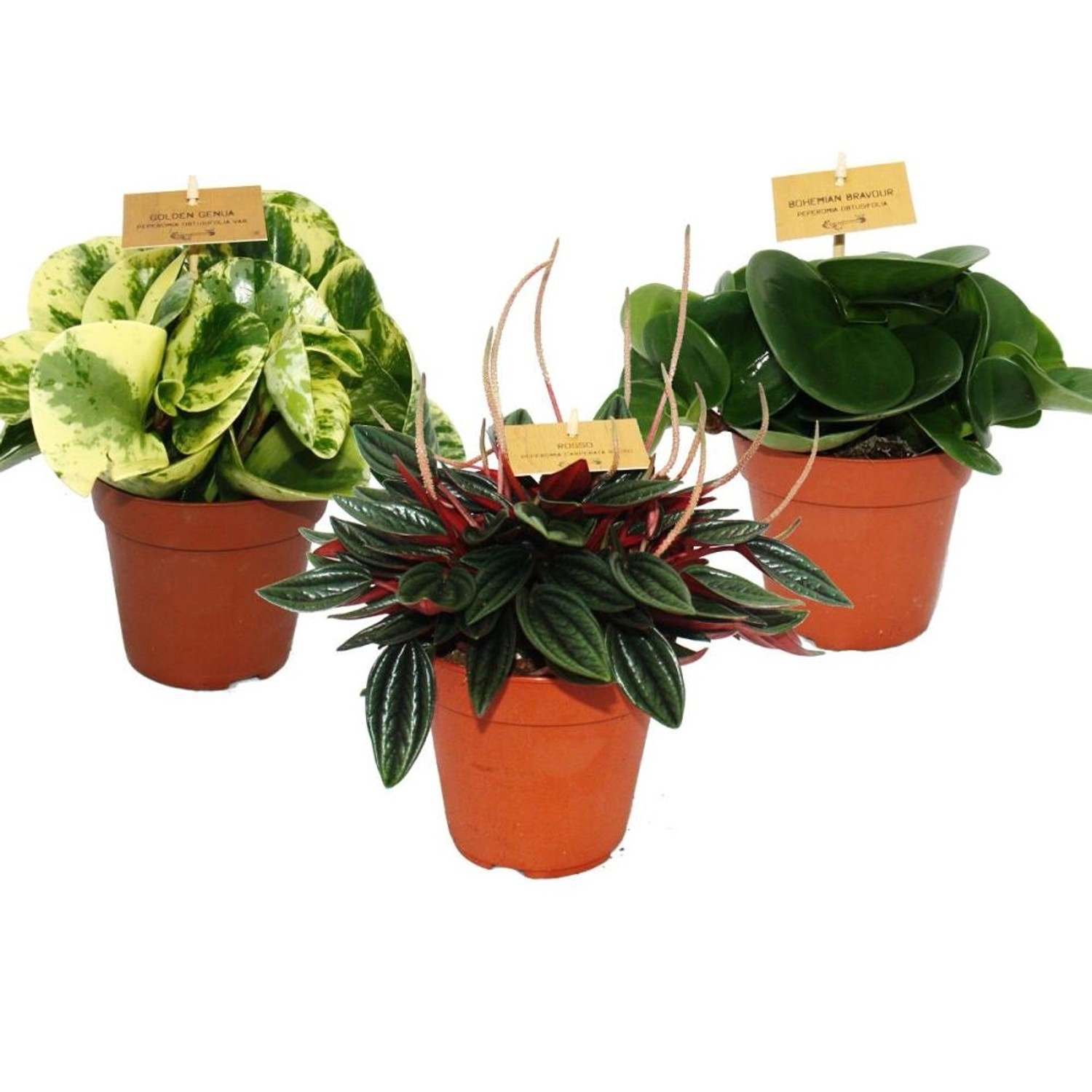 Exotenherz Peperomia 3er Set