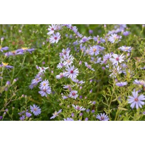 Herzblatt-Aster 'Blütenregen' mit lavendelblauen Blüten im 11x11 cm Topf.