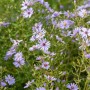 Herzblatt-Aster 'Blütenregen' mit lavendelblauen Blüten im 11x11 cm Topf.