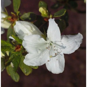 Japanische Azalee Luzi 40-50cm - Rhododendron obtusum - Zwerg Alpenrose