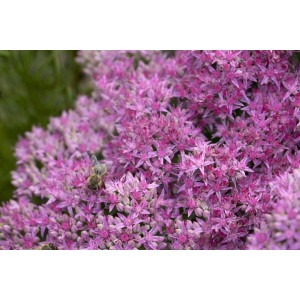 Nahaufnahme der rosa Blüten der Sedum Spectabile Carl Fetthenne mit einer Biene.