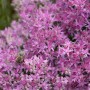 Nahaufnahme der rosa Blüten der Sedum Spectabile Carl Fetthenne mit einer Biene.
