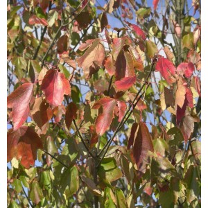 Rotlaubiger Ahorn 'Red Sunset' (Acer rubrum) mit rot-grünen Blättern.