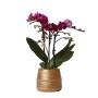 Lila Kolibri Orchidee Phalaenopsis im goldenen Groove Ziertopf, Topfgröße 9cm, ca. 40cm hoch.