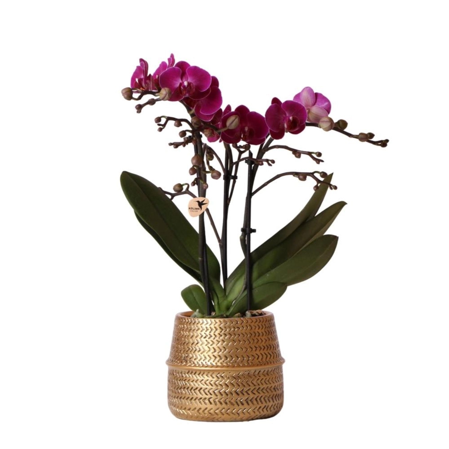 Kolibri Orchids Lila Phalaenopsis Orchidee Morelia & Groove Ziertopf Gold Topfgröße 9cm 40cm Hoch