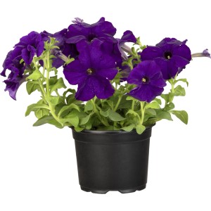 Dunkelviolette GROW by OBI Petunie (Petunia hybrida) im Topf, ca. 13 cm Ø.