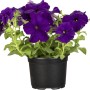 Dunkelviolette GROW by OBI Petunie (Petunia hybrida) im Topf, ca. 13 cm Ø.