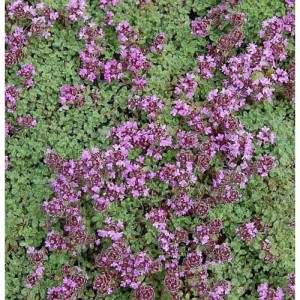Polsterthymian Pseudolanuginosus - Thymus praecox