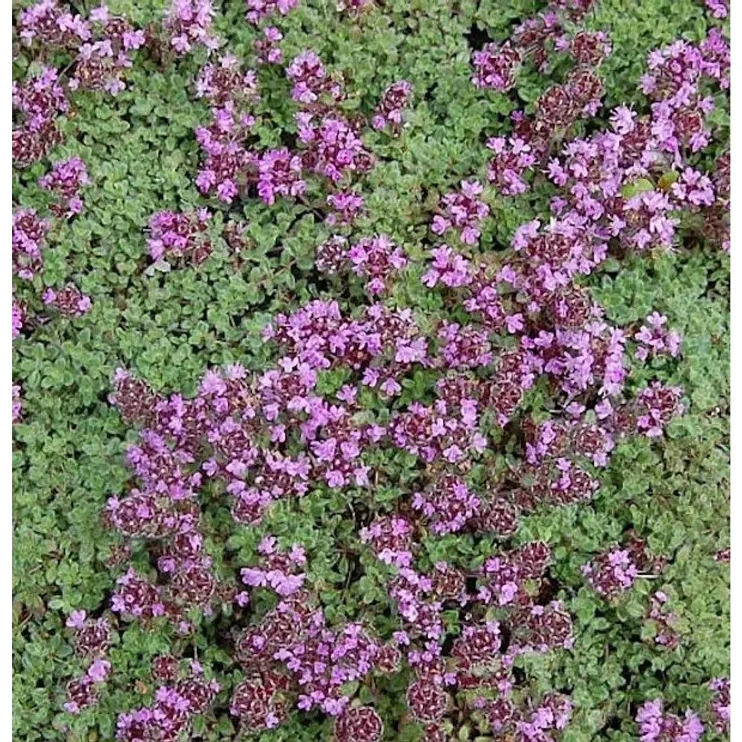 Polsterthymian Pseudolanuginosus - Thymus praecox
