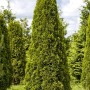 Smaragd Thuja (100-120cm) als Heckenpflanze mit dichtem, grünem Nadelkleid.