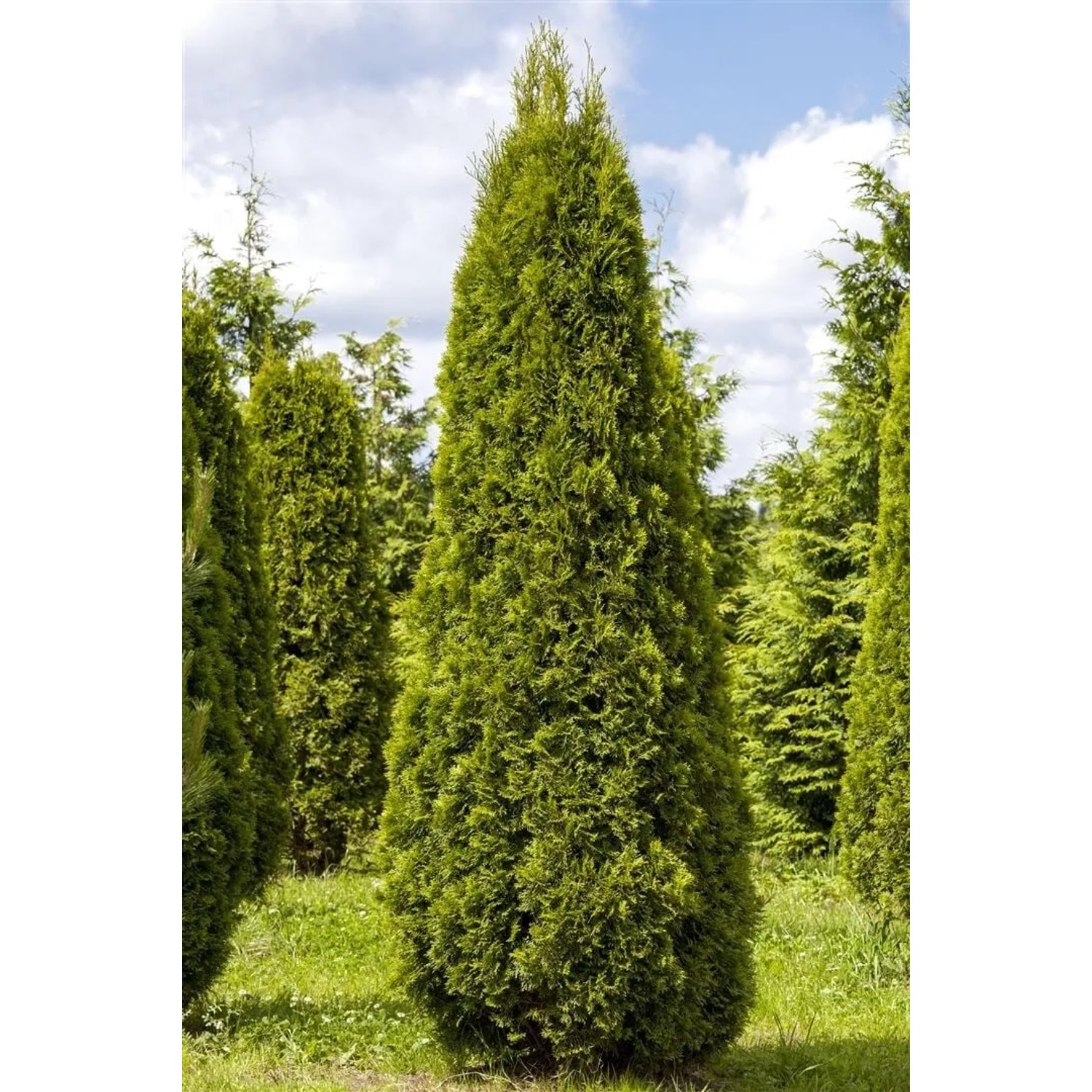 Smaragd Thuja (100-120cm) als Heckenpflanze mit dichtem, grünem Nadelkleid.