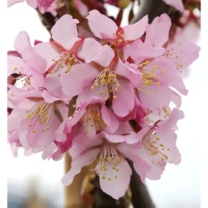Zwerg Zierkirsche Ruby 60-80cm - Prunus kurilensis