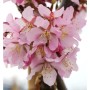Nahaufnahme der zartrosa Blüten einer Zwerg-Zierkirsche (Prunus kurilensis) der Sorte Ruby.
