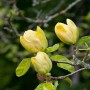 Nahaufnahme: Magnolia 'Daphne' mit gelben Blütenknospen und grünen Blättern.