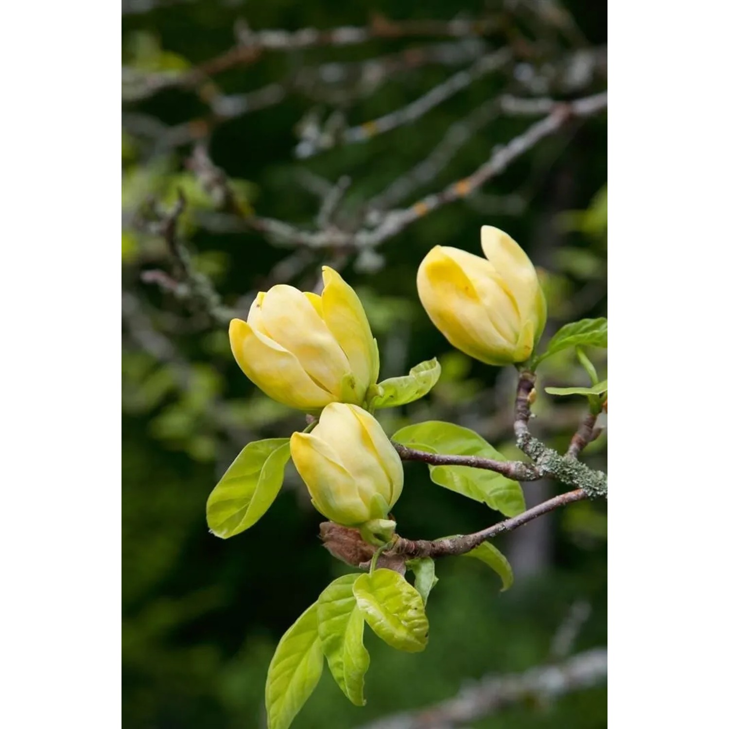 Nahaufnahme: Magnolia 'Daphne' mit gelben Blütenknospen und grünen Blättern.