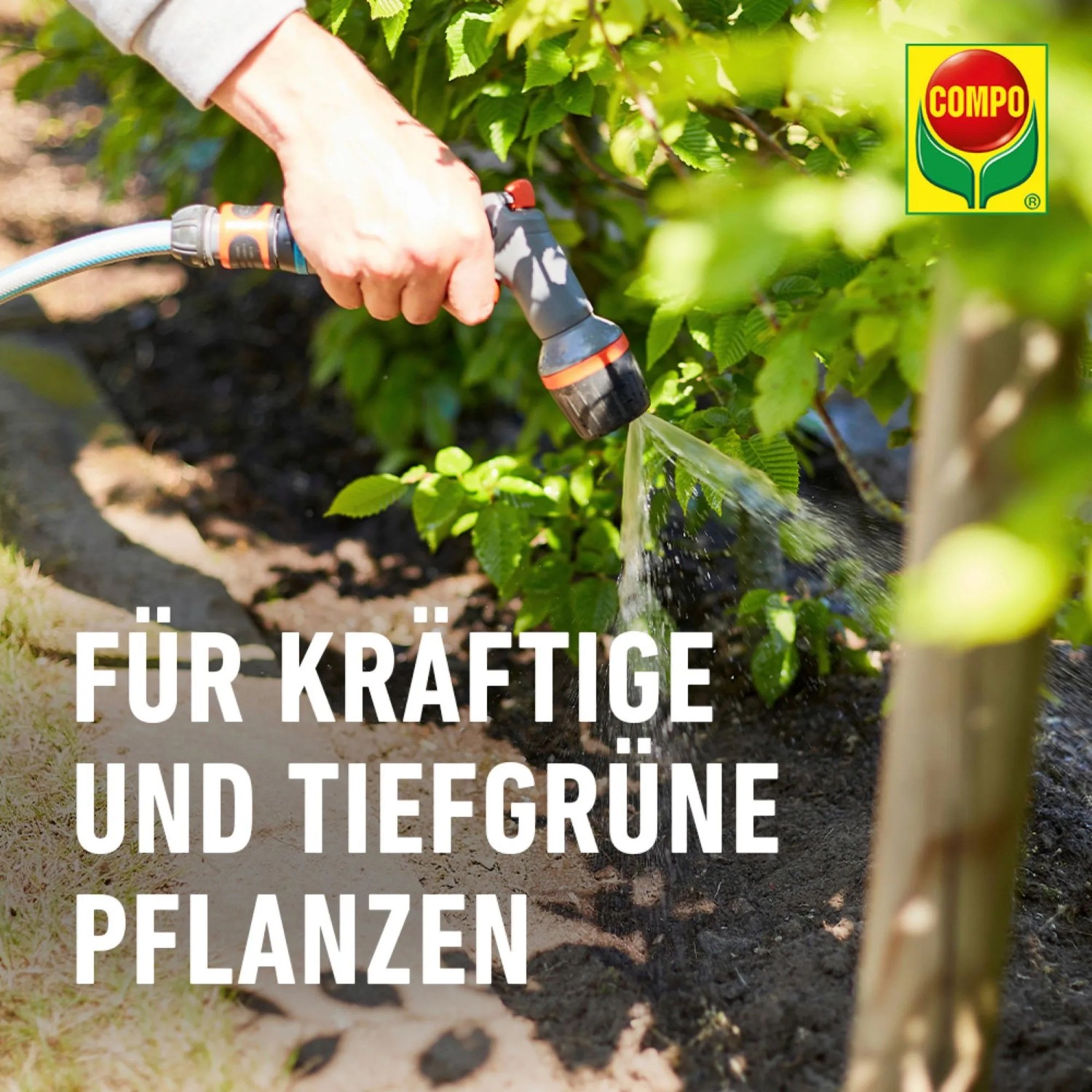 Anwendung von Compo Bio Gehölz Langzeit-Dünger mit Gießbrause für gesunde Pflanzen.