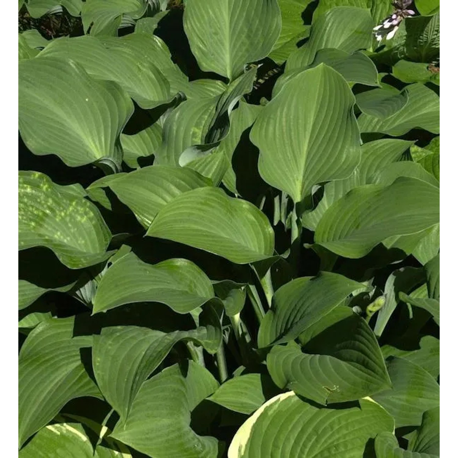 Funkie Krossa Regel - Hosta nigrescens