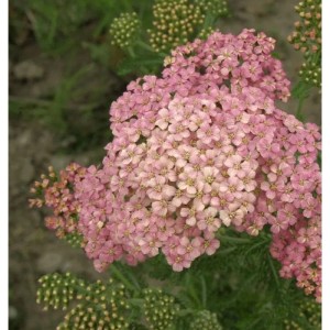 Nahaufnahme der kaminroten Blüten der Schafgarbe Kelwayi (Achillea millefolium) Staude.