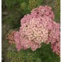 Nahaufnahme der kaminroten Blüten der Schafgarbe Kelwayi (Achillea millefolium) Staude.