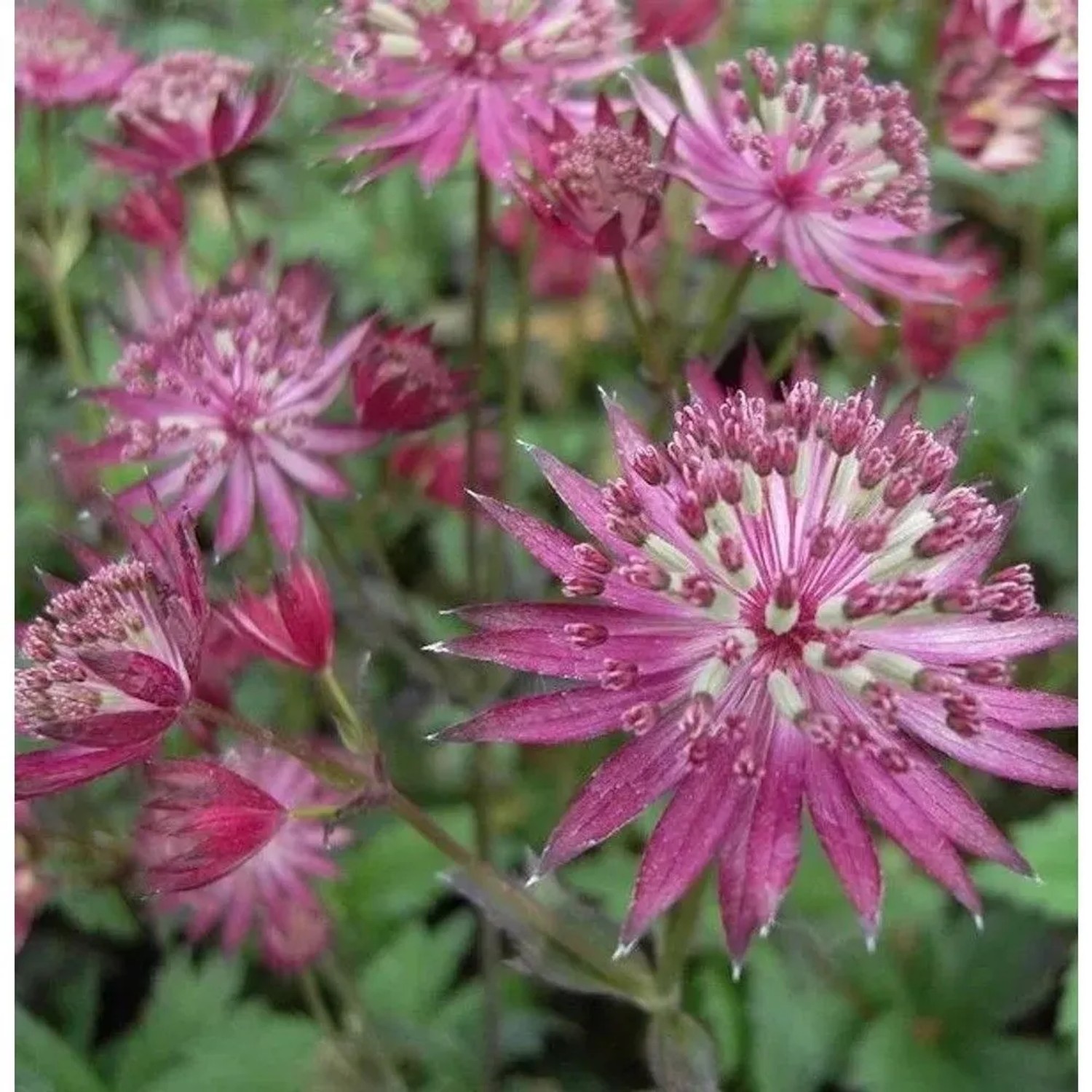 Sterndolde Venice - Astrantia major