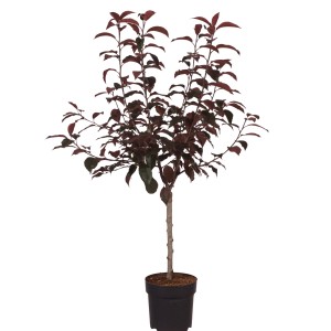 Zierapfel 'Royalty' im Topf: Dunkelrote Blätter und Blüten des Malus-Baums.