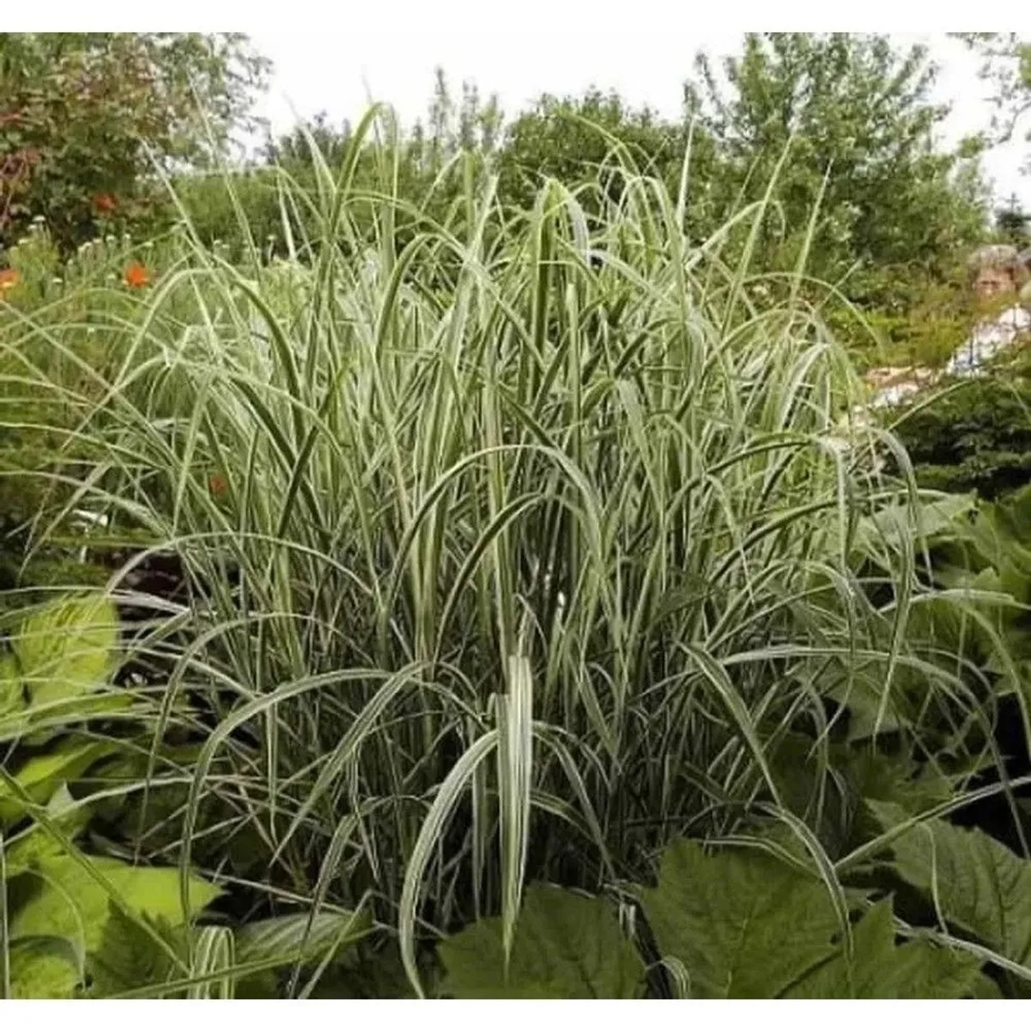 Chinaschilf Variegatus - XXXL Topf - Miscanthus sinensis