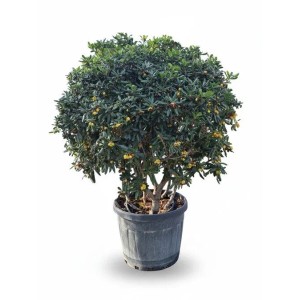Sunny-Tree Australischer Lorbeer Pittosporum Tobira   Immergrüner Zierstrauch  Winterhart bis −10 °C  150 cm inkl. Topf