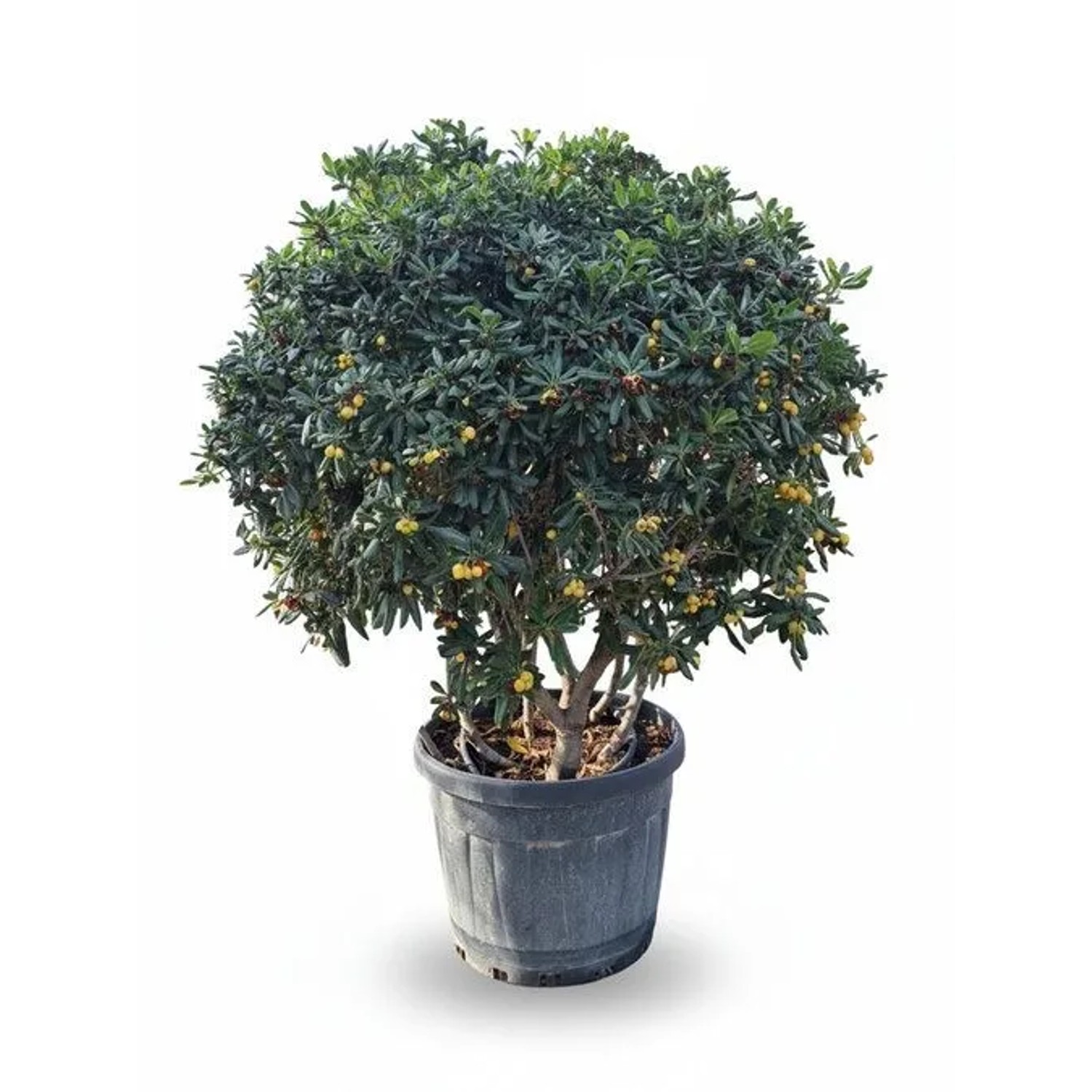 Sunny-Tree Australischer Lorbeer Pittosporum Tobira   Immergrüner Zierstrauch  Winterhart bis −10 °C  150 cm inkl. Topf
