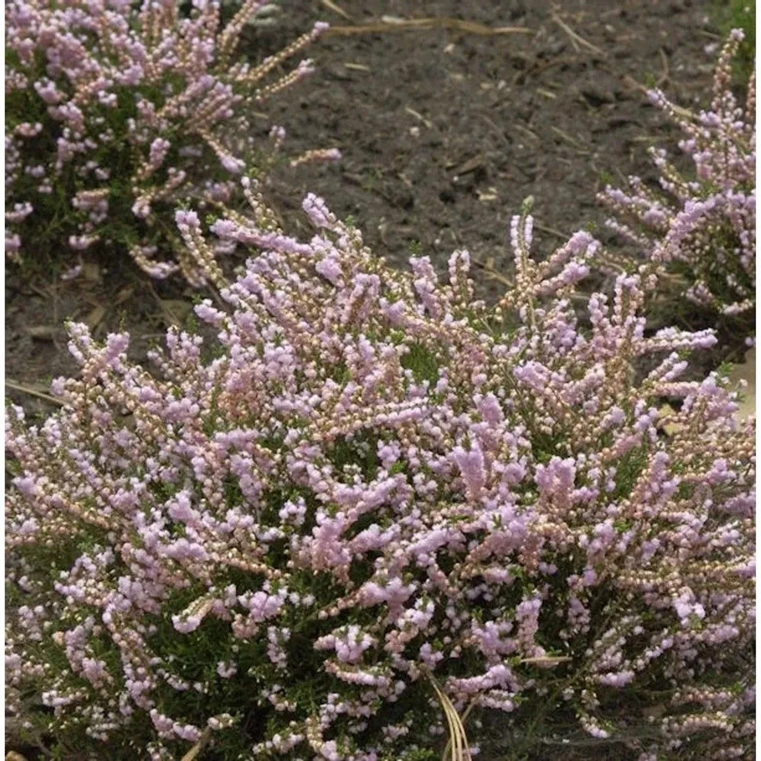 Image of 10x Besenheide County Wicklow - Calluna vulgaris