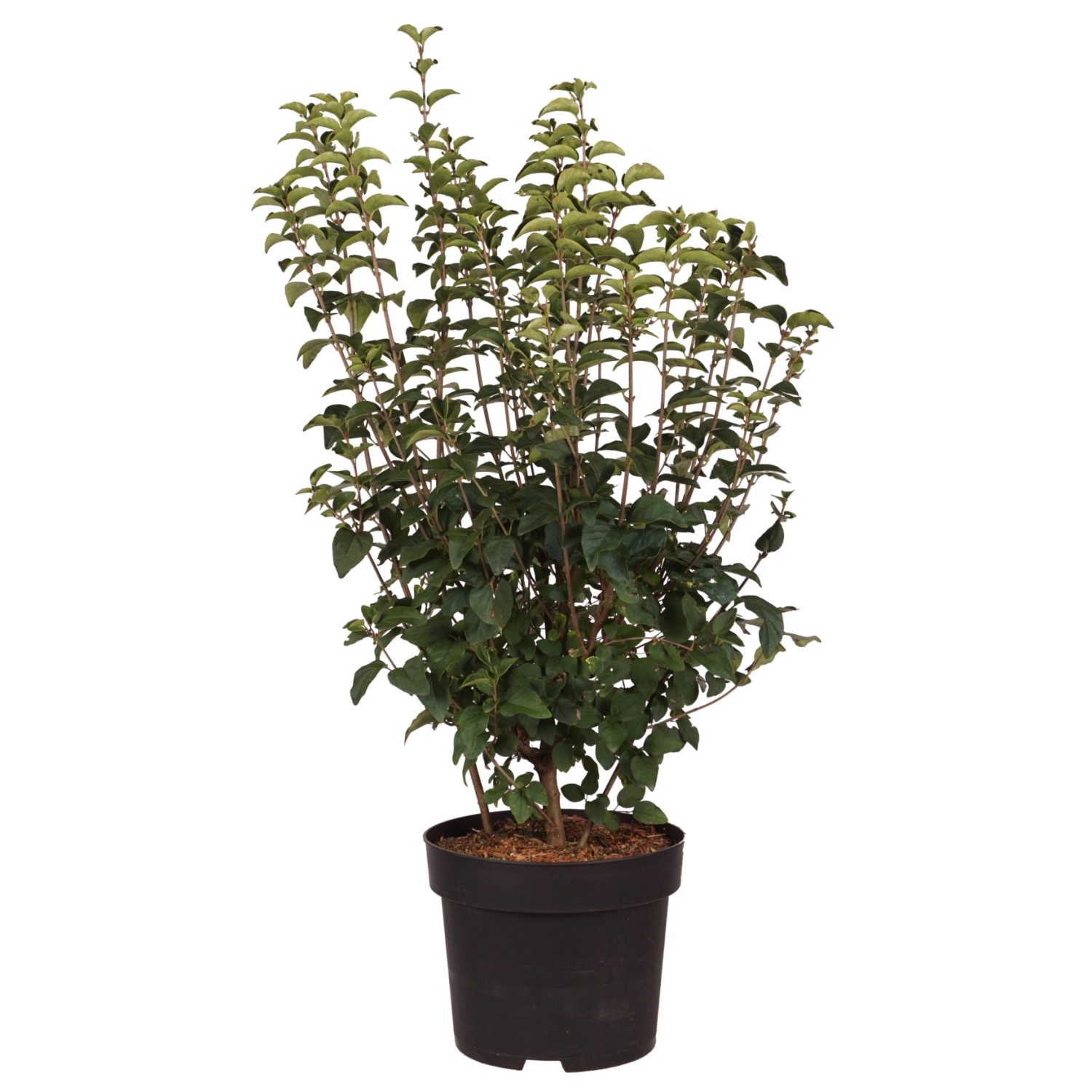 Zwerg-Duftflieder Josée Höhe ca. 60-80 cm Topf ca. 10 l Syringa günstig online kaufen