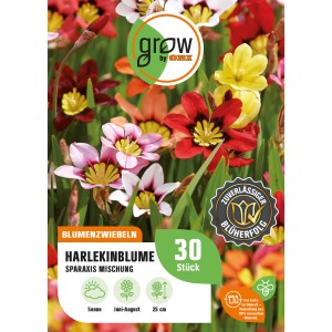 Farbenfrohe Harlekinblume Tricolor-Mischung (Sparaxis) als Blumenzwiebeln von GROW by OBI.
